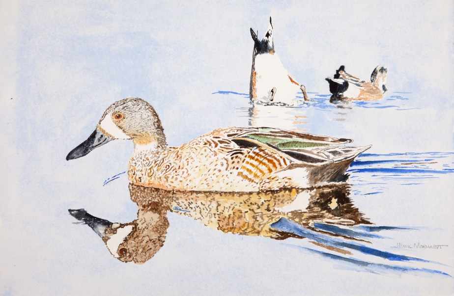 Blue-Winged Teal #1, UCSB Lagoon. 15" x 23" watercolor on Arches 300lb hot-pressed paper.