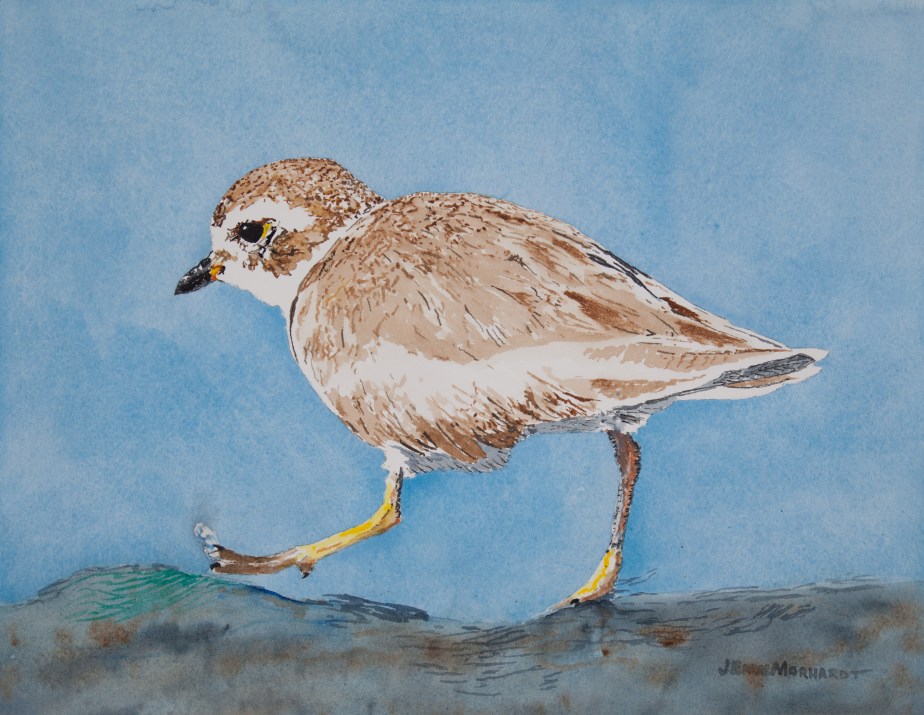Semipalmated plover at Coal Oil Point