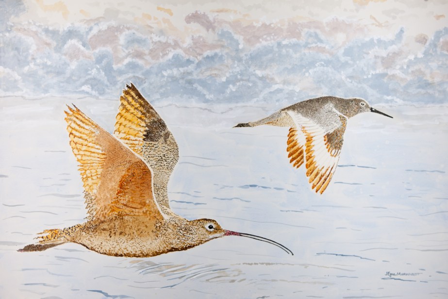 Long-Billed Curlew and Willet Flying IMG_0120