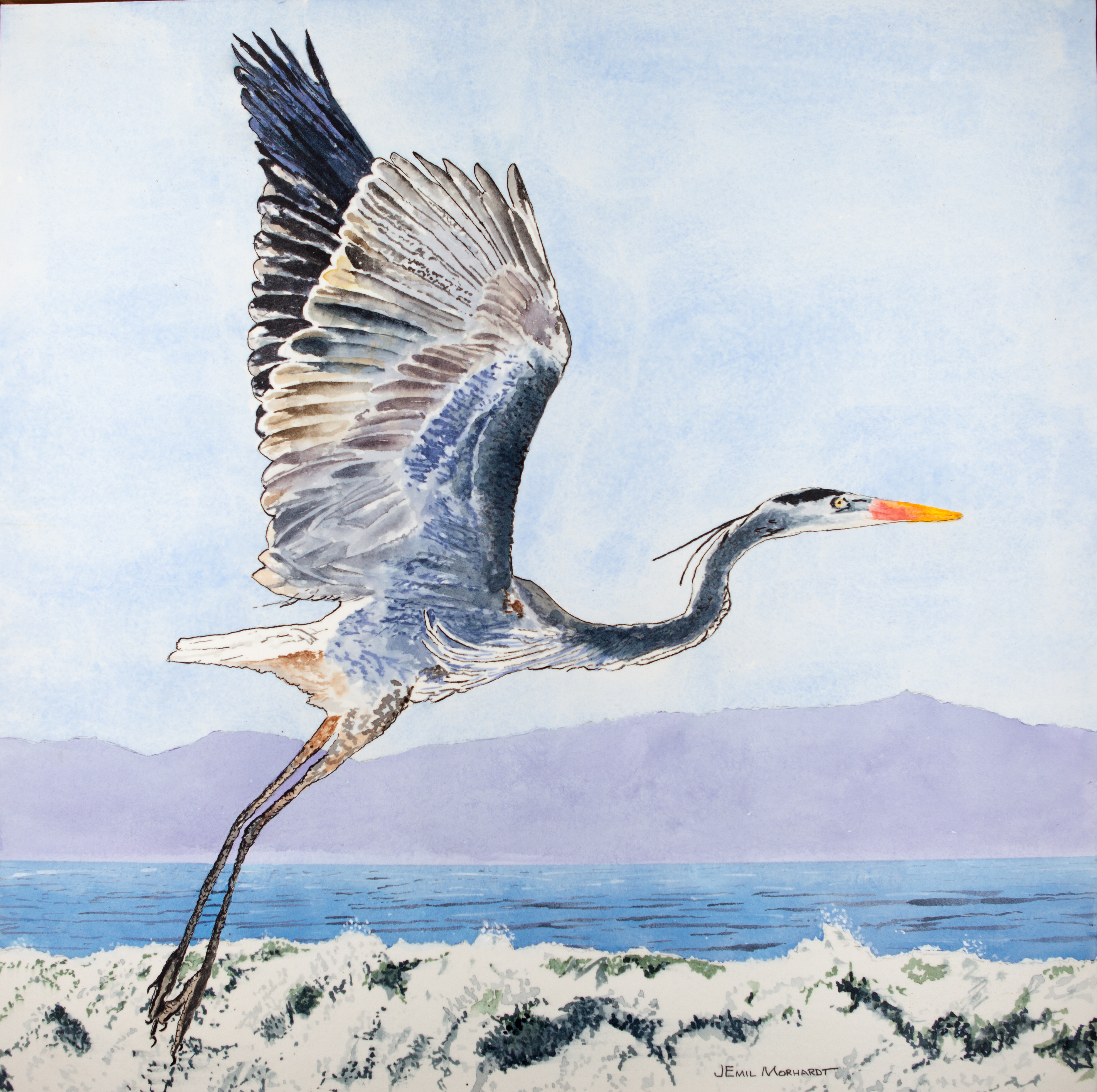 Heron, Great Blue #1 PNT_0070