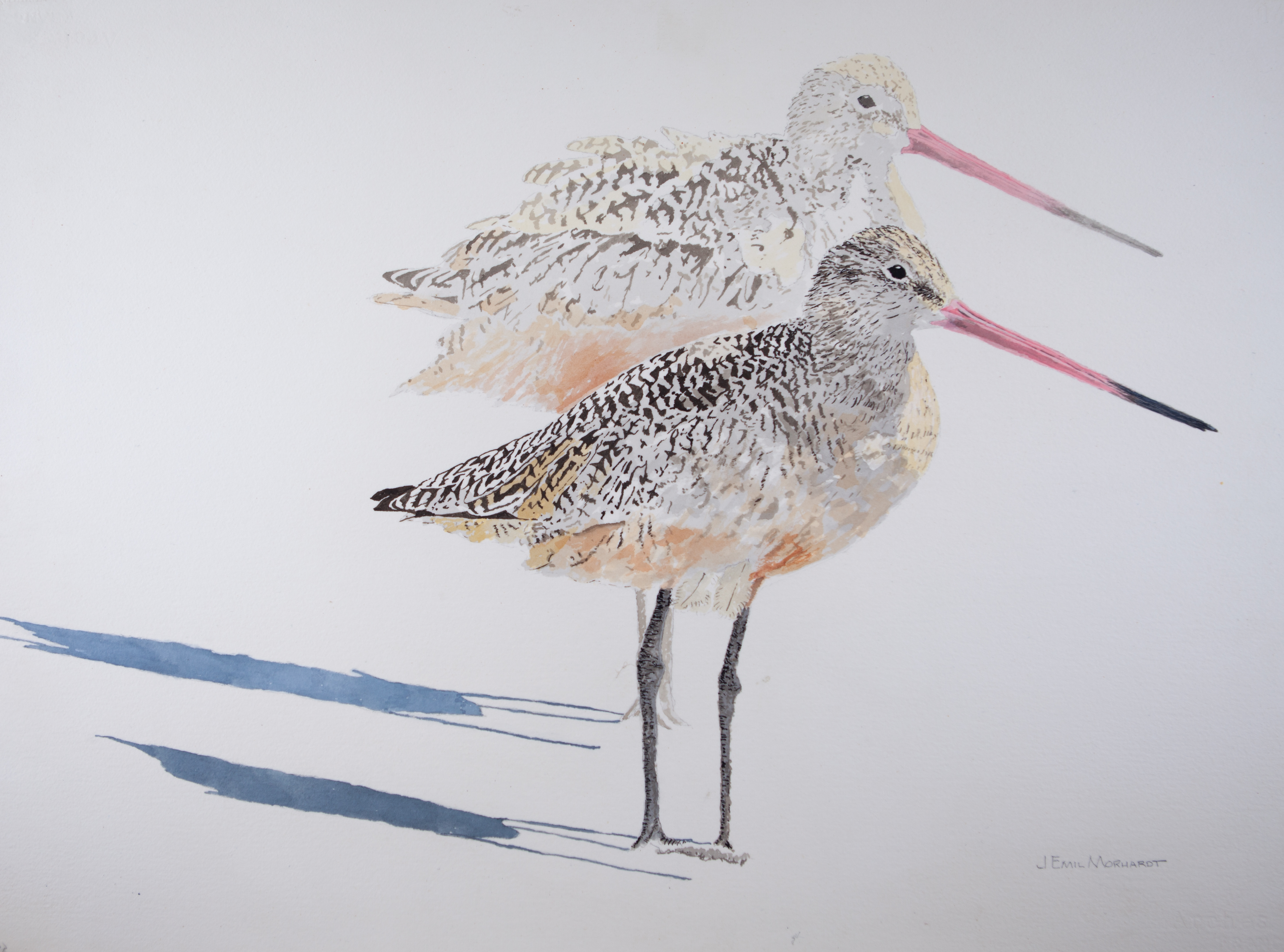 Marbled Godwits # 23 IMG_0109