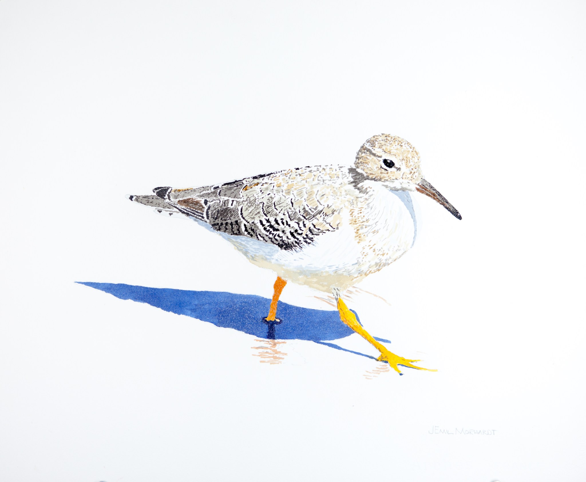 Sandpiper, Spotted #1 PNT_0106