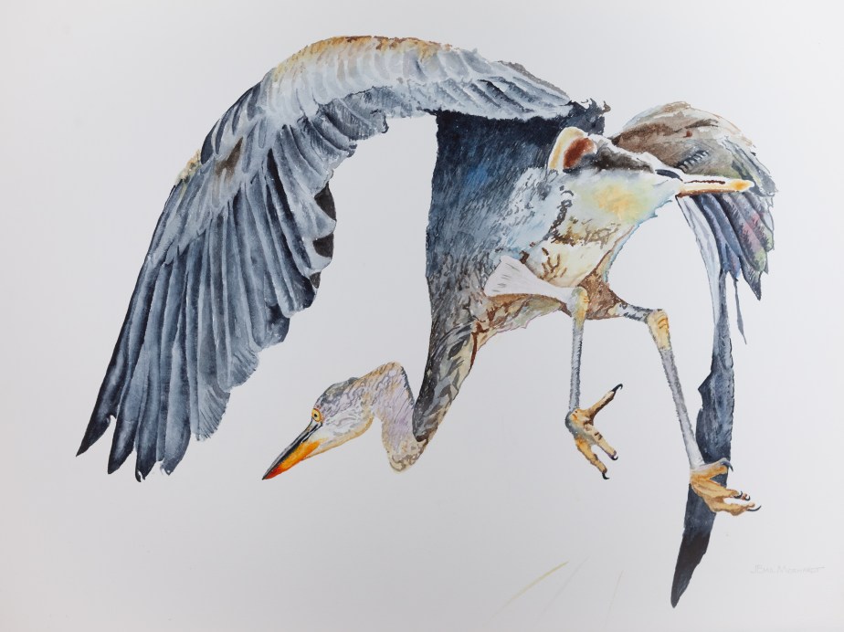 Heron, Great Blue #2 IMG_0344