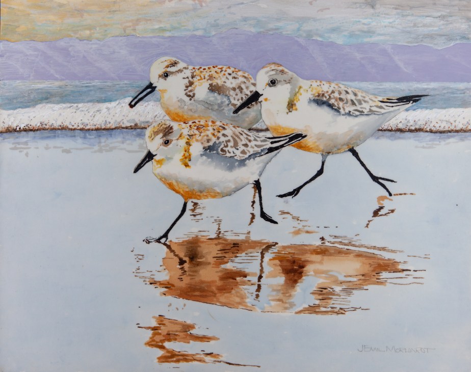 Sanderlings #12.1 IMG_0357