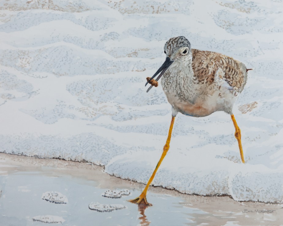 Yellowlegs, Greater # 1 IMG_0346