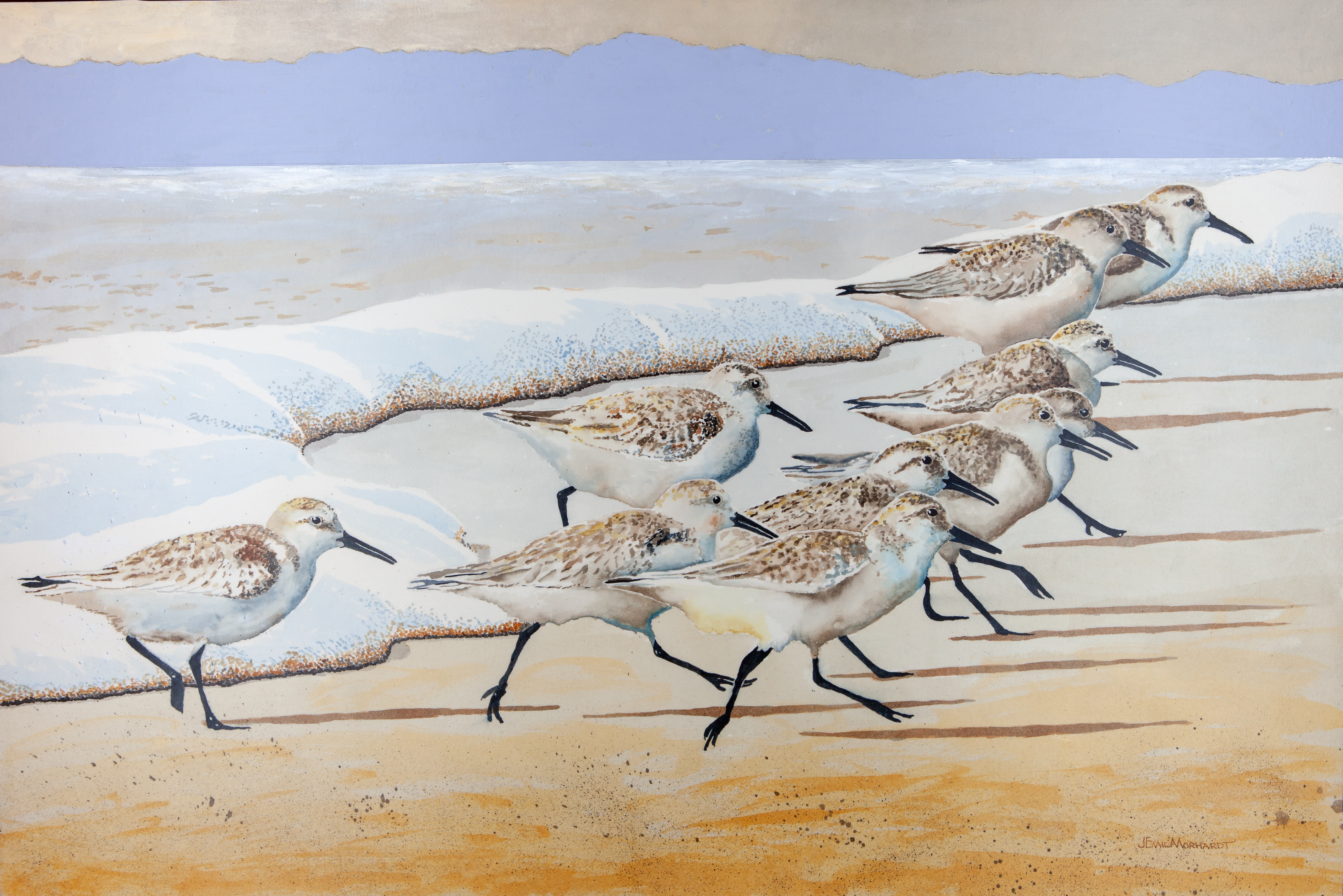 Sanderlings #20 IMG_0354