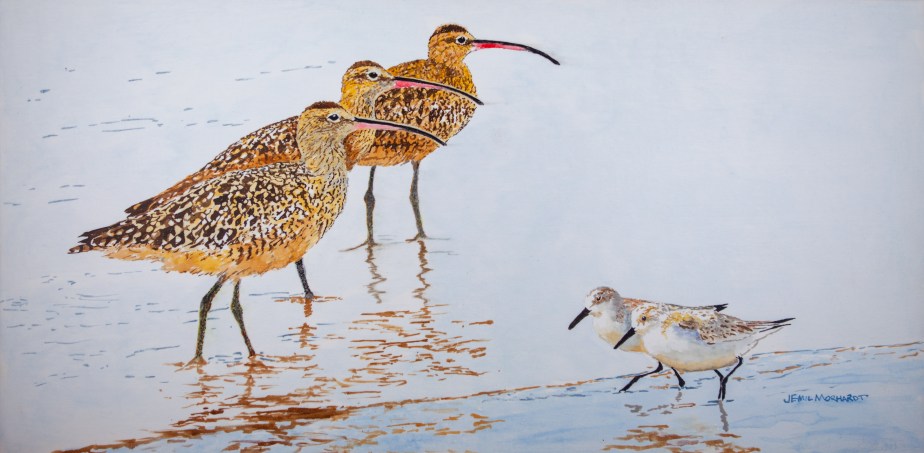 3 Whimbrels, 2 Sanderlings IMG_0295-2