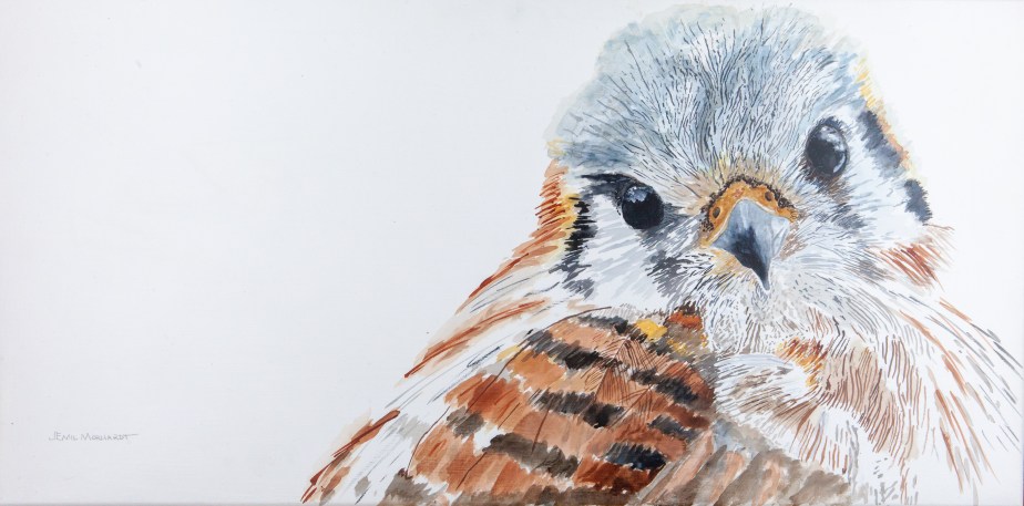 Kestrel, American IMG_0495