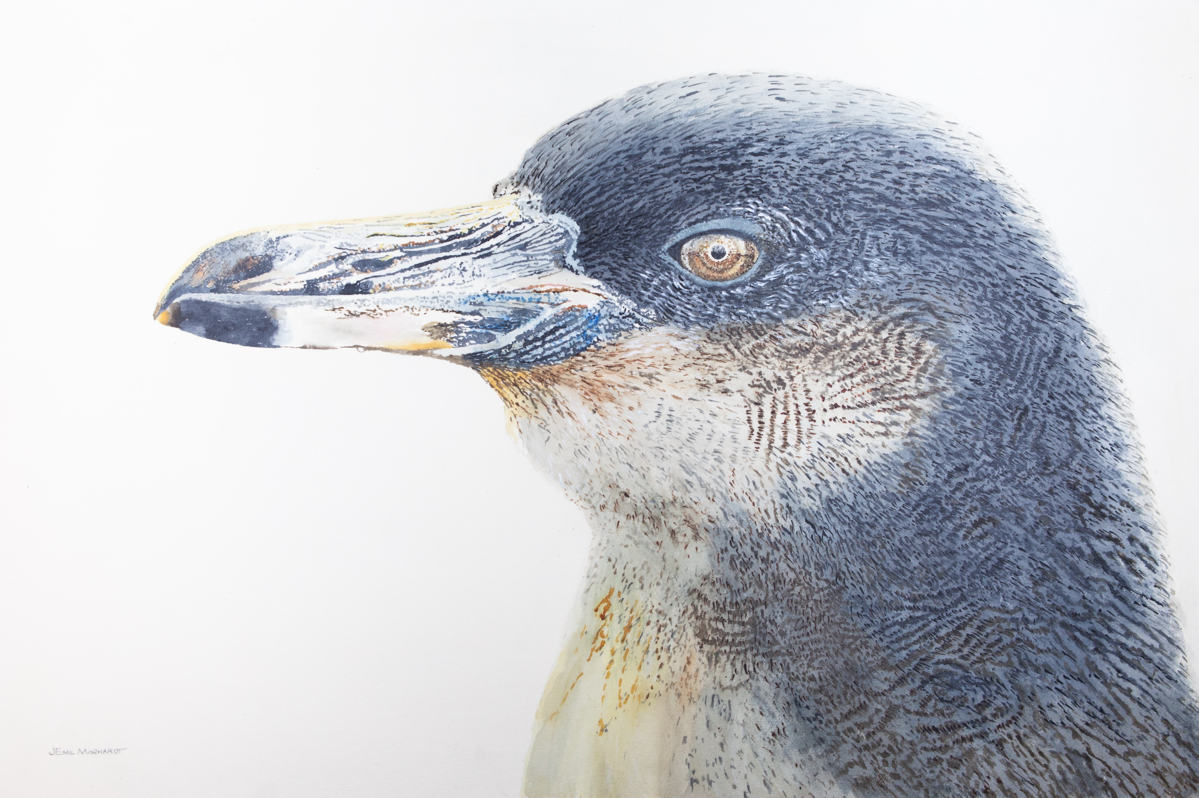 Penguin, Galapagos#2 IMG_0522