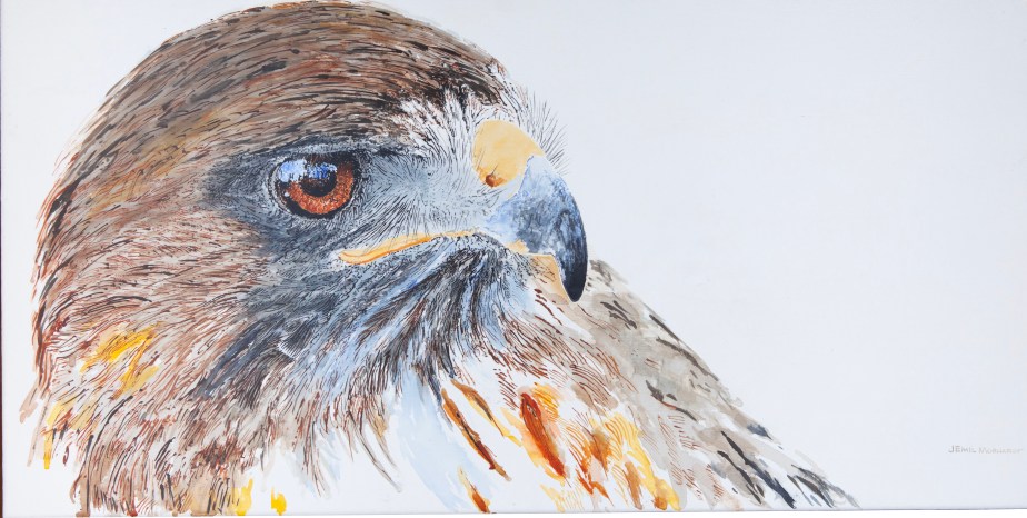 Ivan, the Red-Tailed Hawk #3 IMG_0526