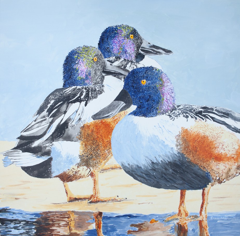 Shovelers, Northern #3 IMG_0543