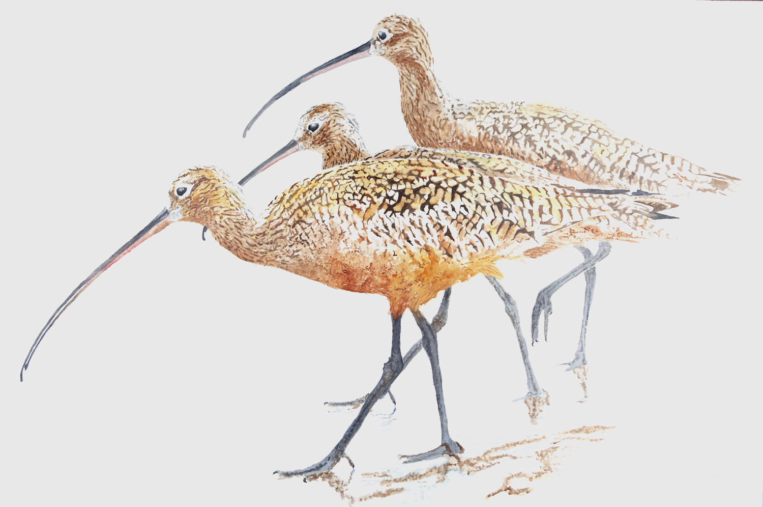 3 Long-Billed Curlews