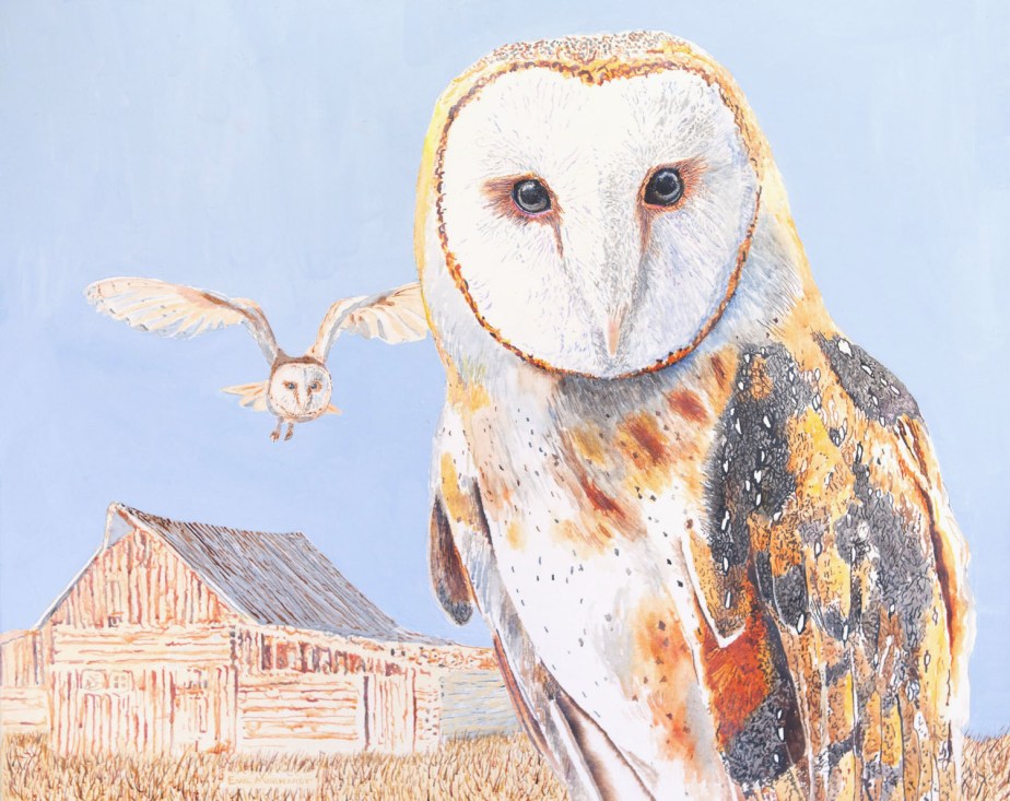 Athena the Barn Oswl #2 IMG_0657