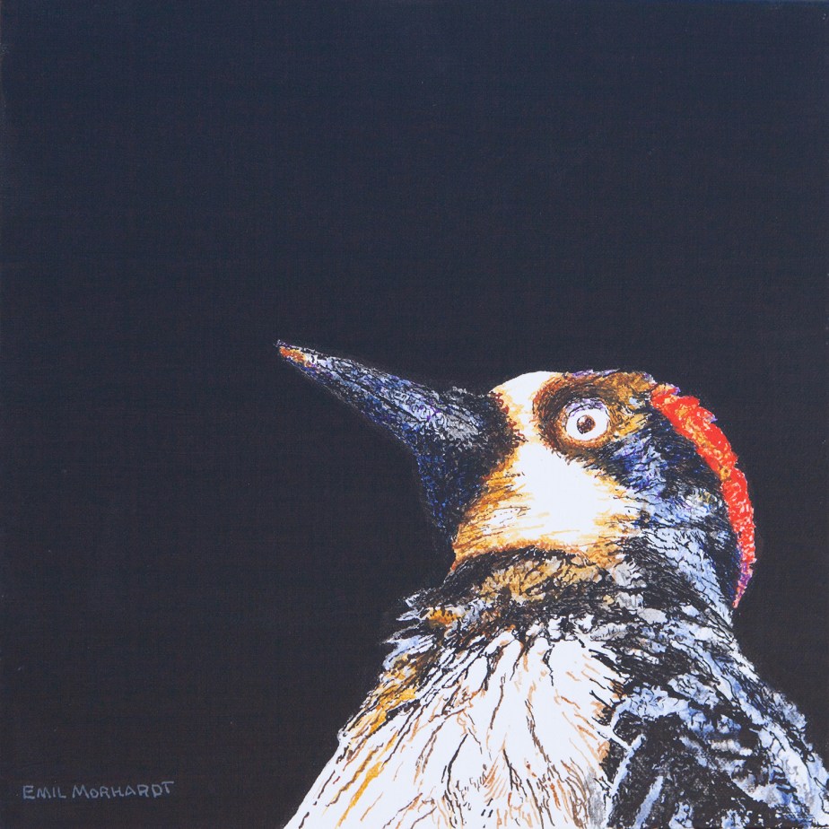 Image of a painting of an Acorn Woodpecker peering up from the right lower corner of the canvas, against a black background.